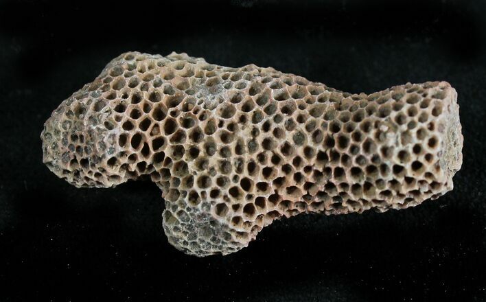 Fossil Tabulate Coral (Thamnopora) - Morocco #28544